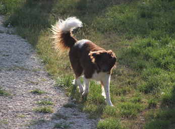 CynoCamp Terre Neuve Languedoc-Roussillon - Verfeuil visuel 6/7
