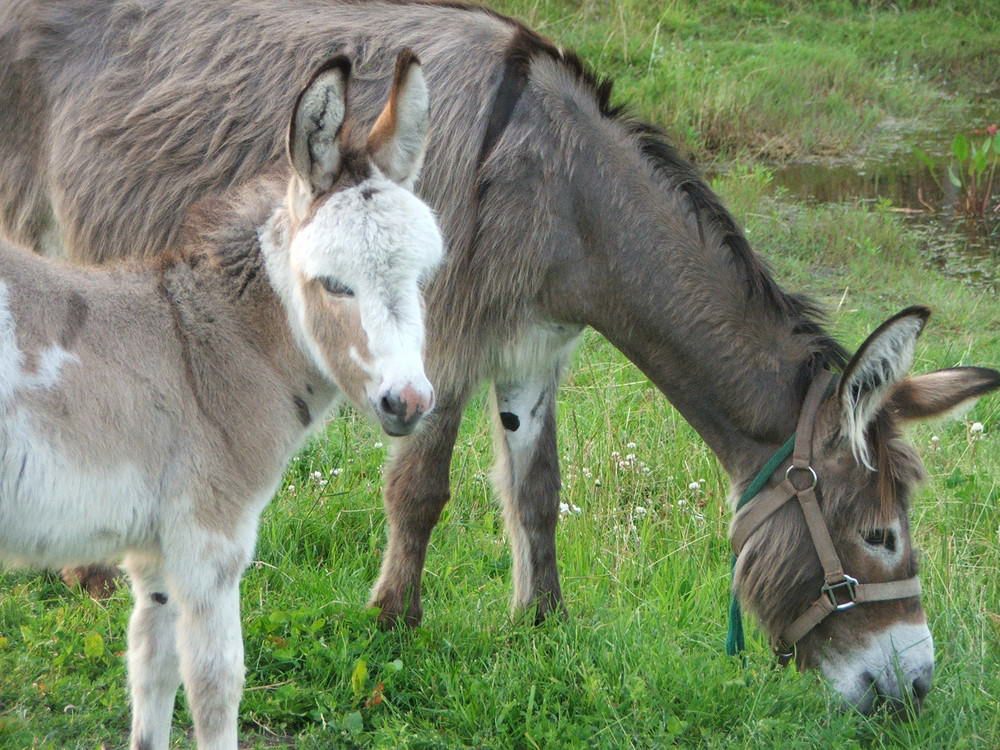 de Kreitsberg Brabant-du-Nord - Voederheil visuel 3/3