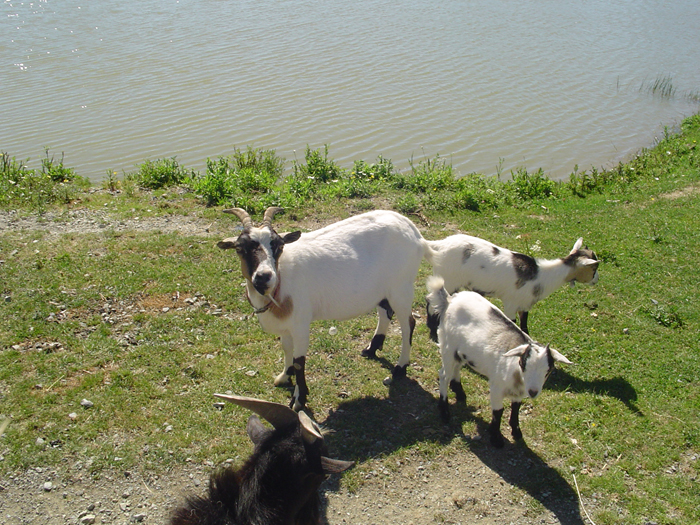 Camping de la Motte Pays de Loire - Vendrennes visuel 5/11
