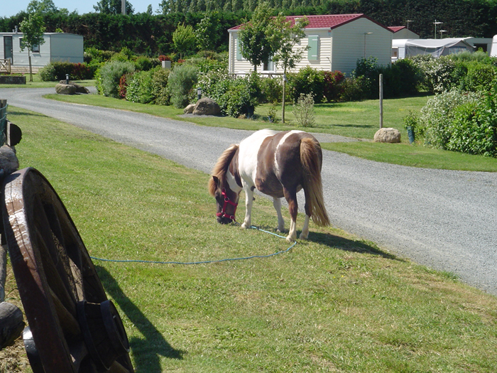 Camping de la Motte Pays de Loire - Vendrennes visuel 6/11