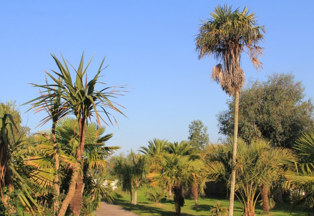 Camping des palmiers Bretagne - Binic visuel 1/1 Camping des palmiers Bretagne - Binic visuel 1/1