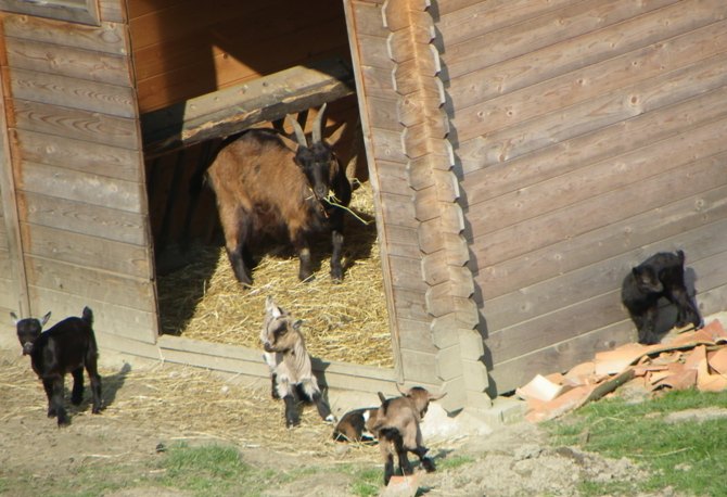Domaine de la Boëre Pays de Loire - Beaulieu-sous-la-Roche visuel 10/14