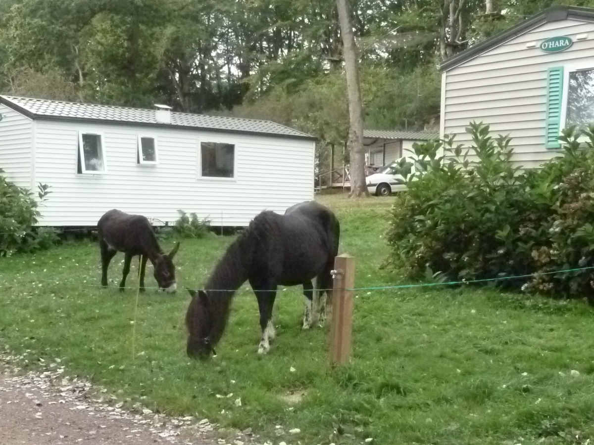 Domaine du Roc Bretagne - Le Roc-Saint-André visuel 7/9 Domaine du Roc Bretagne - Le Roc-Saint-André visuel 7/9