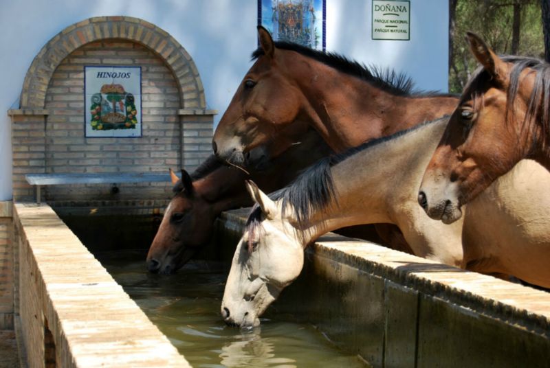 Doñarrayan Park Andalousie - Hinojos visuel 3/4