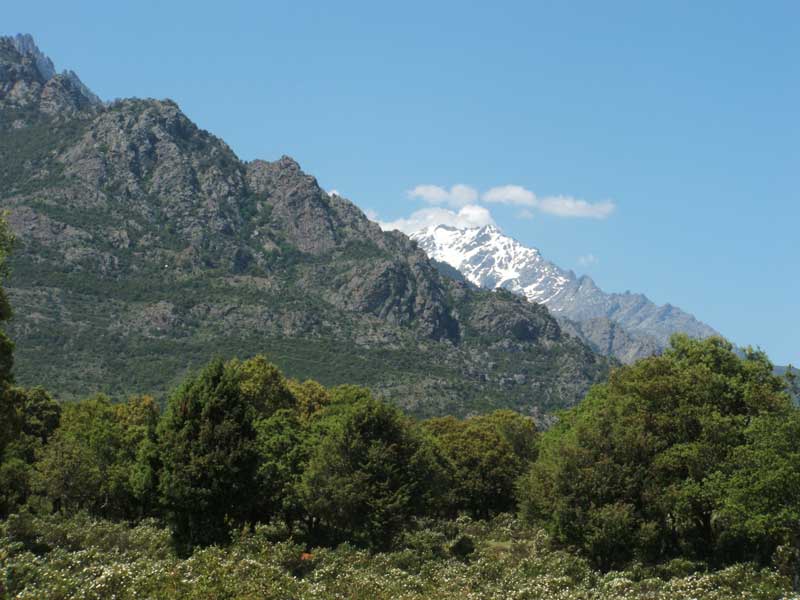 E Canicce Corse - Moltifao visuel 5/12 E Canicce Corse - Moltifao visuel 5/12