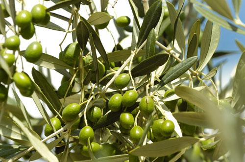 Italia Toscane - Torre del Lago Puccini visuel 10/10 Italia Toscane - Torre del Lago Puccini visuel 10/10