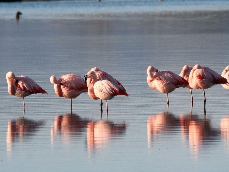 La Bergerie Plage Provence-Alpes-Côte d'Azur - Hyères visuel 3/7