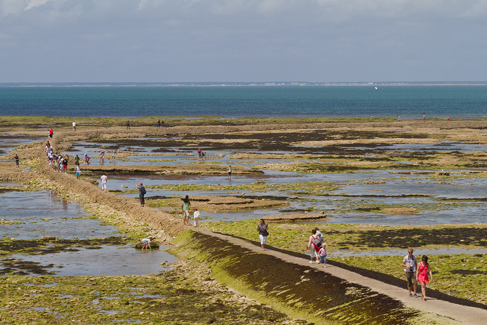 La Côte Sauvage Poitou-Charentes - Saint-Clément-des-Baleines visuel 11/17