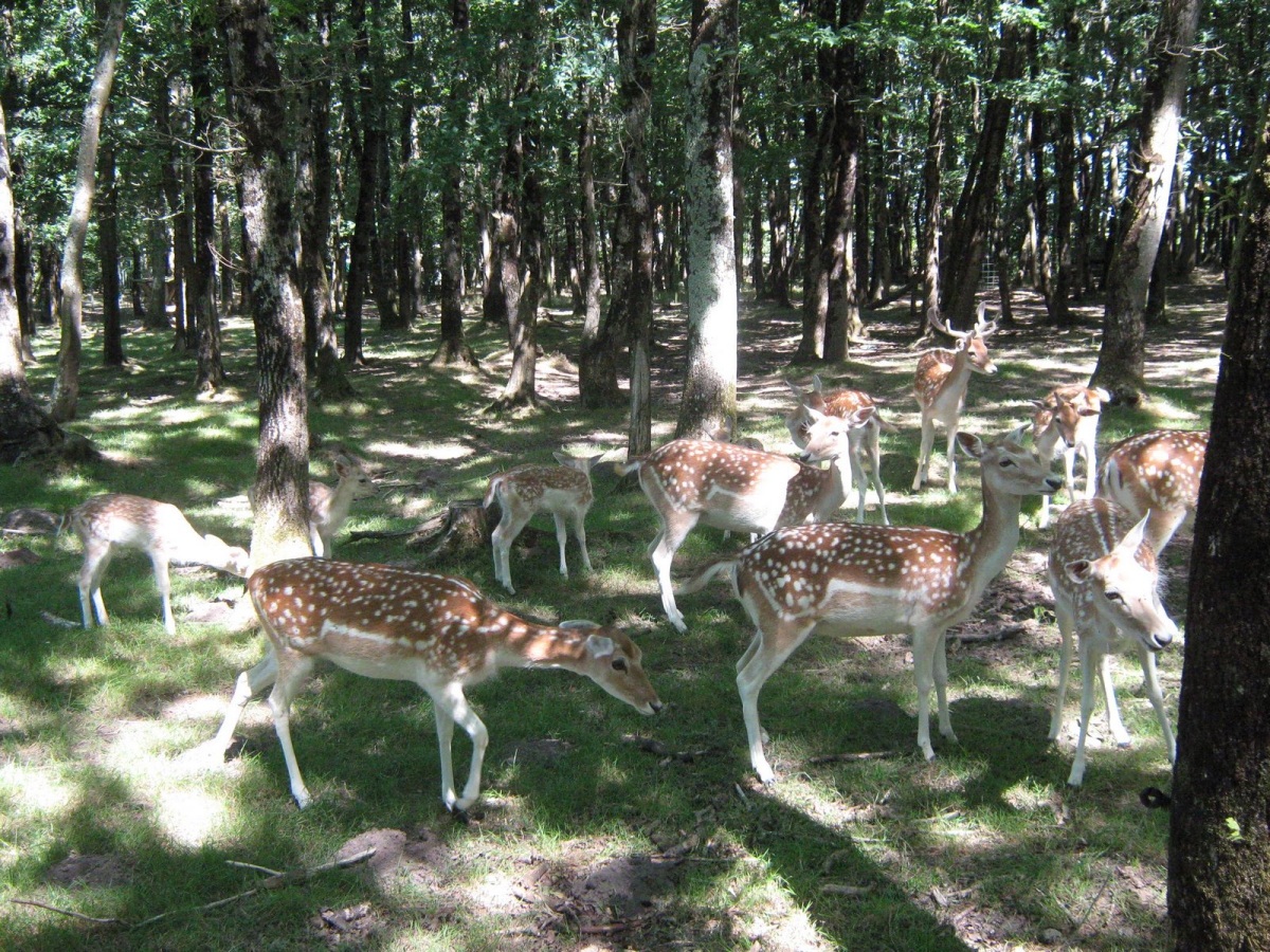 La Forêt Pays de Loire - Aizenay visuel 3/3