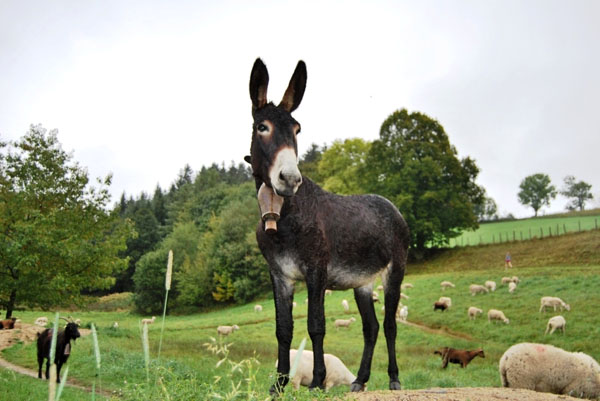 La Fressange Auvergne - Saint-Didier-en-Velay visuel 6/12