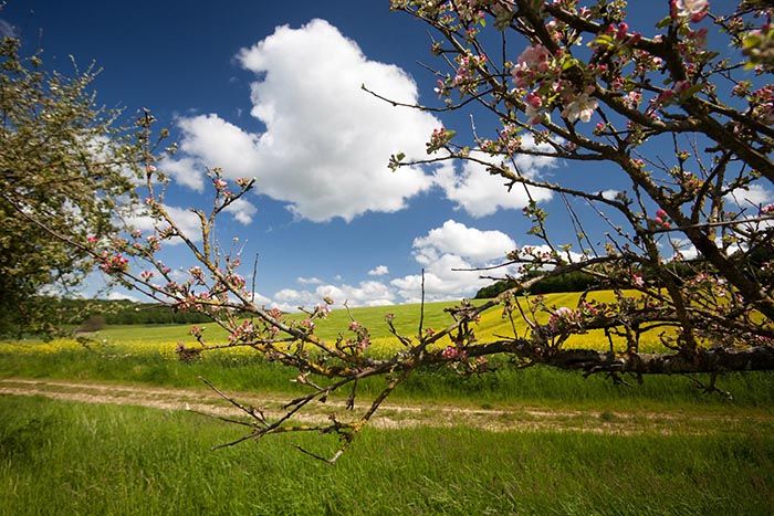 La Fromentelle Champagne-Ardennes - Dosches visuel 1/1