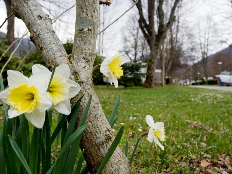 La Marmotte Mediodía-Pirineos - Savignac-les-Ormeaux visuel 3/5
