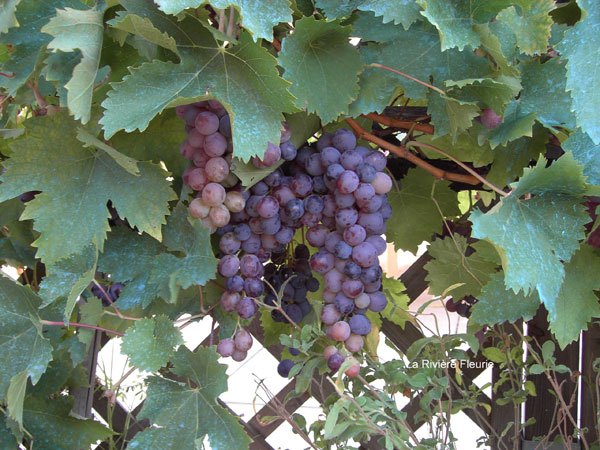 La Rivière Fleurie Aquitaine - Saint-Antoine-de-Breuilh visuel 9/11