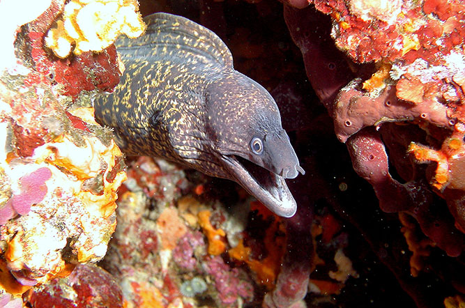 la Tour Fondue Provence-Alpes-Côte d'Azur - Hyères visuel 10/11