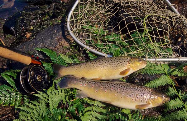 Langlade Auvergne - Céaux-d'Allègre visuel 1/1