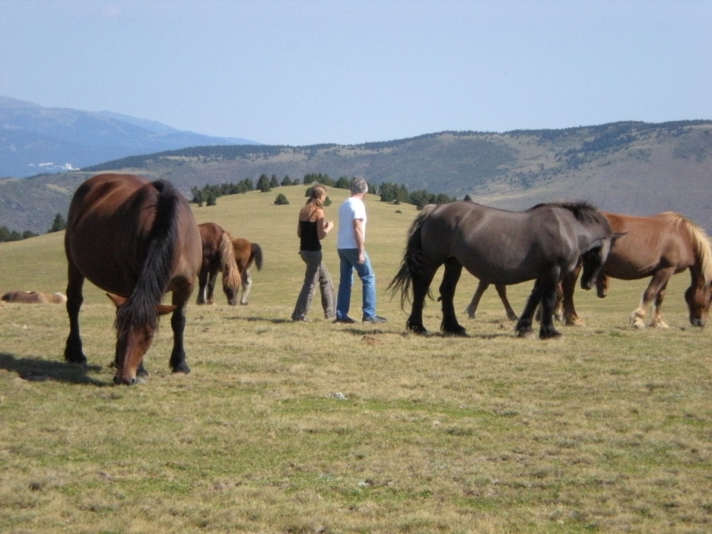 Las Asperas Languedoc-Roussillon - Palau-de-Cerdagne visuel 7/7