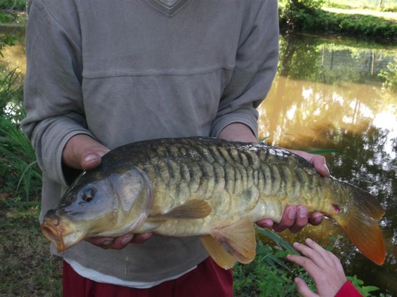 le Beauchêne Pays de Loire - Avrillé visuel 18/18