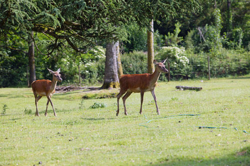 Le Château de Leychoisier Limousin - Bonnac-la-Côte visuel 8/10 Le Château de Leychoisier Limousin - Bonnac-la-Côte visuel 8/10
