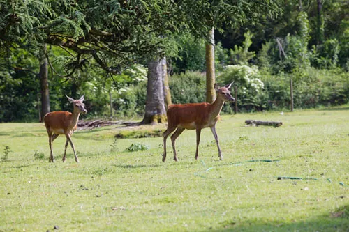 Camping Le Château de Leychoisier Limousin - Bonnac-la-Côte visuel 9/10