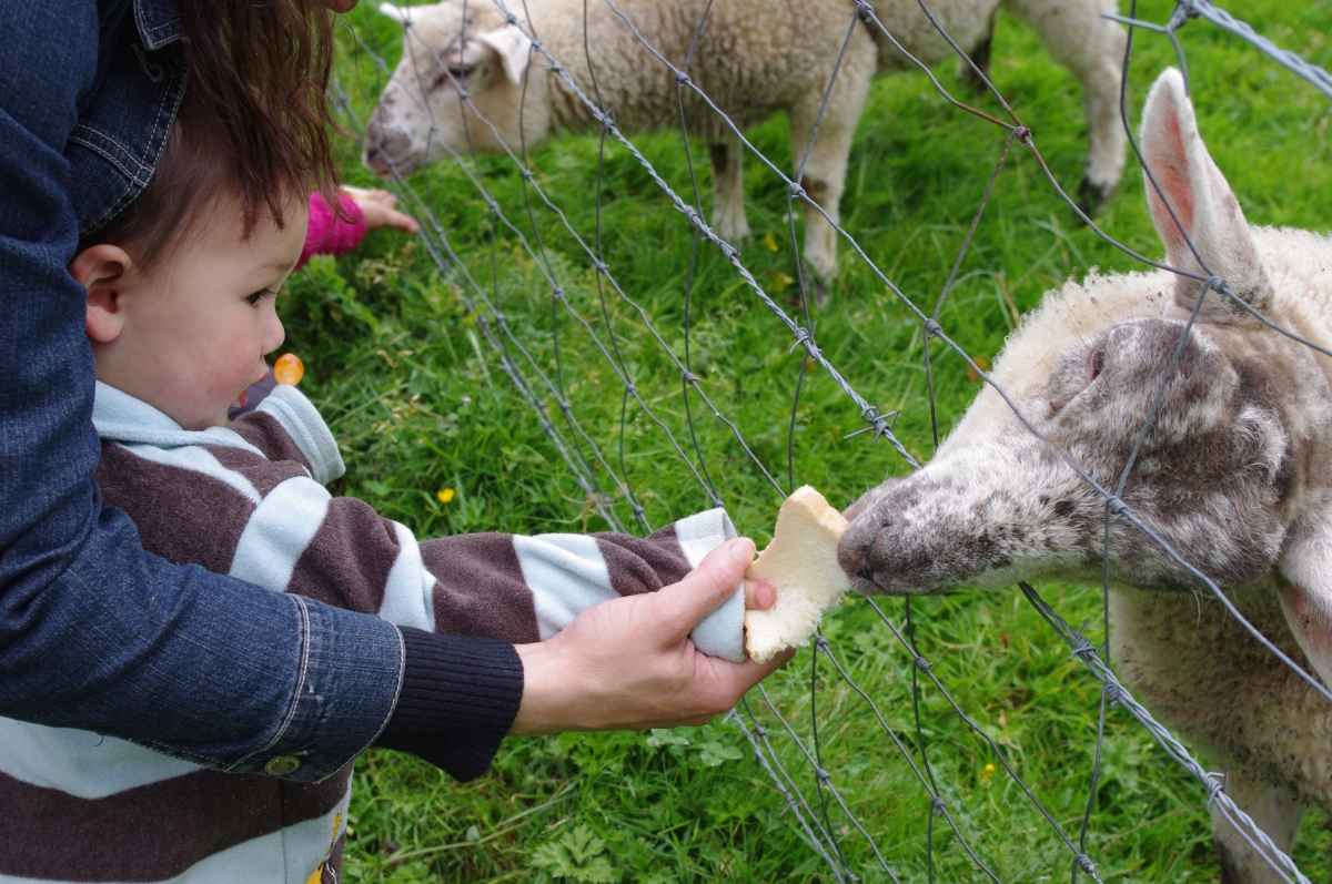 le Clos Cacheleux Picardie - Miannay visuel 3/10