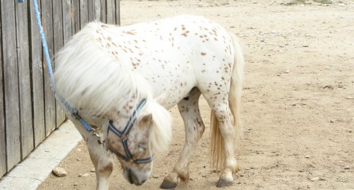 Le Mas Llinas Languedoc-Roussillon - Le Boulou visuel 8/10