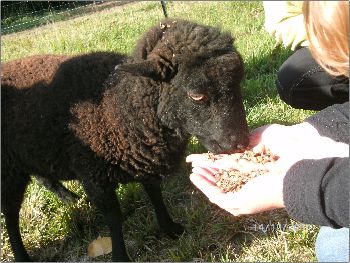 Le Mouliat Aquitaine - Moncrabeau visuel 8/10