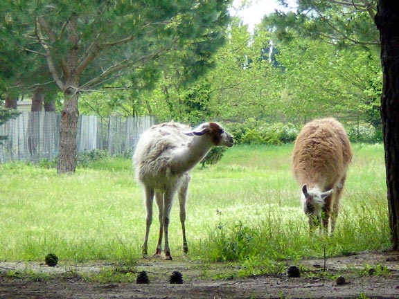 Le Sainte Marie Languedoc-Roussillon - Sainte Marie la Mer visuel 11/12