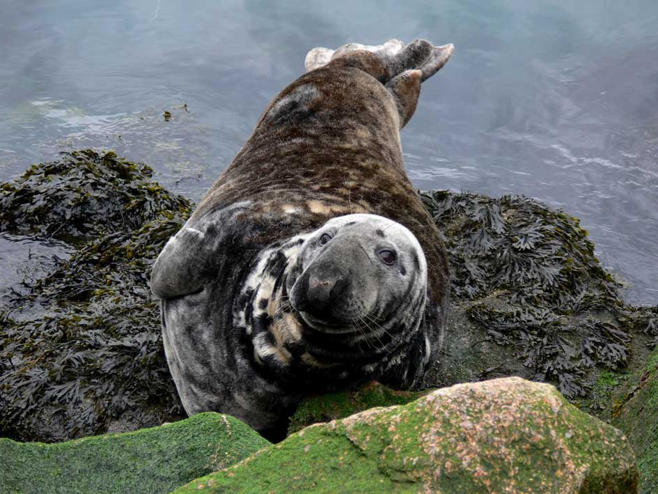 Les Blancs Sablons Bretagne - Le Conquet visuel 7/8