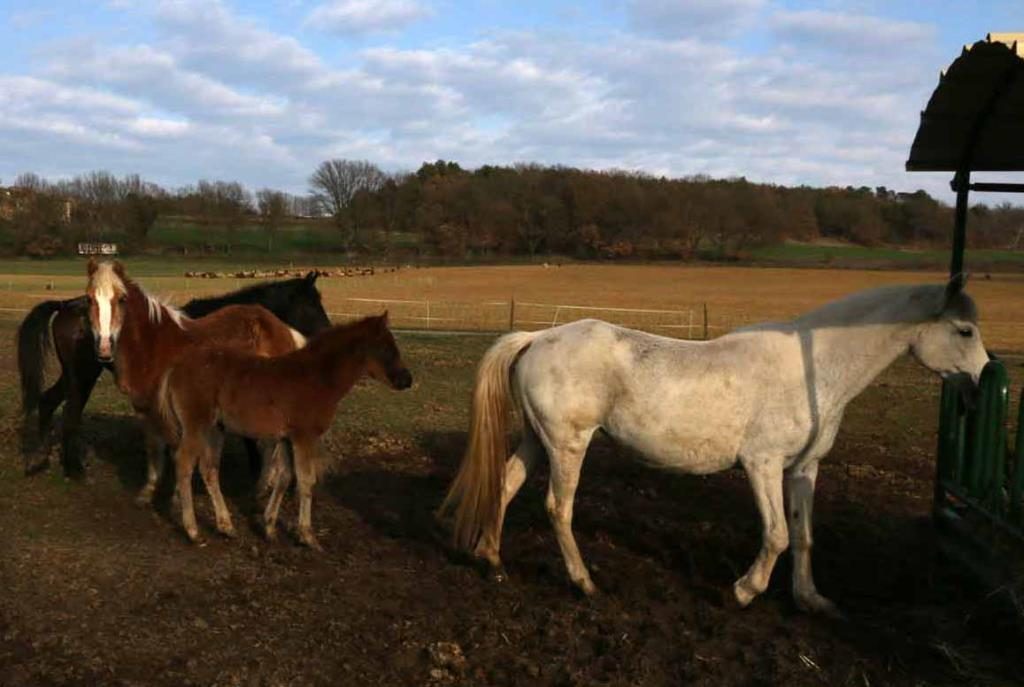 Les Coccinelles Provence-Alpes-Côte d'Azur - Lurs visuel 2/4