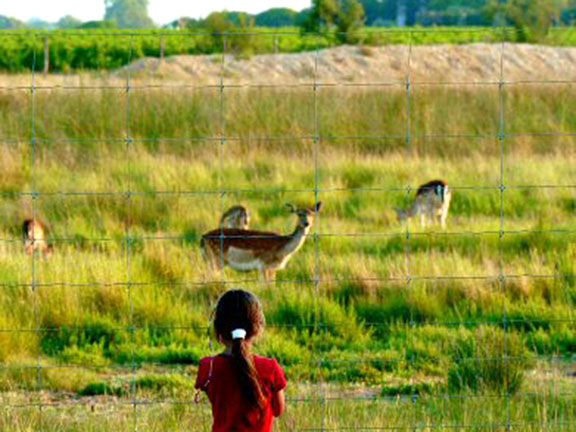 Les Fontaines Languedoc-Roussillon - Canet-en-Roussillon visuel 4/10