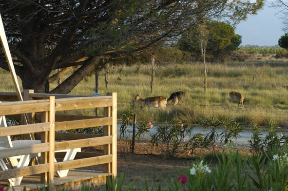Les Fontaines Languedoc-Roussillon - Canet-en-Roussillon visuel 6/10