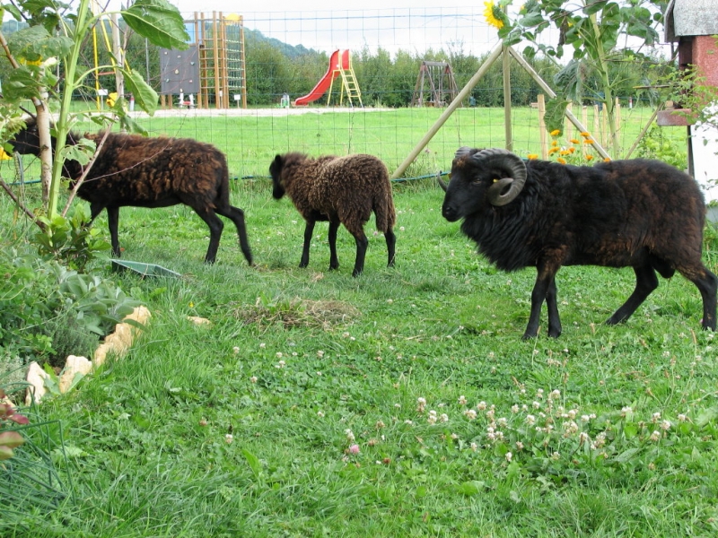 Les Hirondelles Champagne-Ardennes - BOURG STE MARIE visuel 5/7