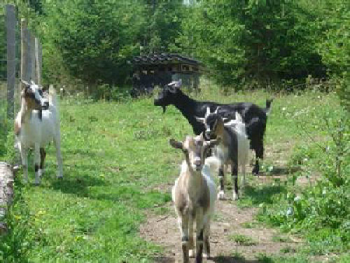 Les Pins Bretagne - Pénestin visuel 7/10