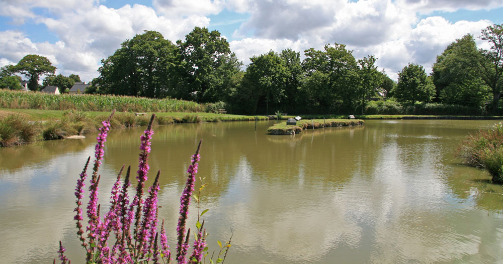 Les Prairies de L'Etang Pays de Loire - Assérac visuel 3/9