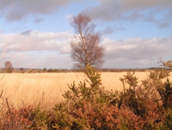Les Roulottes des Korrigans Bretagne - Brasparts visuel 4/10