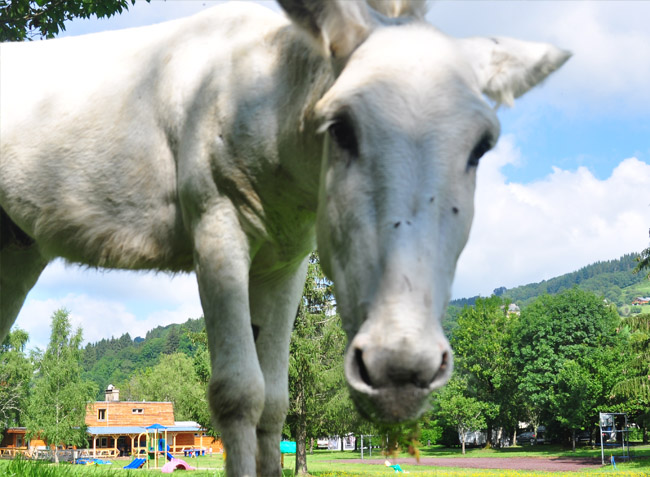 Les Vernières Auvergne - La Bourboule visuel 6/7