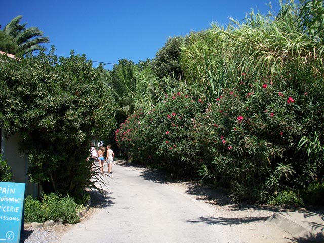L'Ile d'Or Provenza-Alpes-Costa Azul - Hyères visuel 15/32