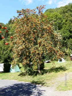L'Ombrage Auvergne - Saint-Pierre-Colamine visuel 3/6