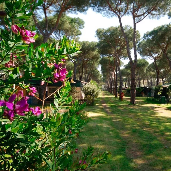 Camping Parco della Gallinara Latium - Anzio visuel 11/11