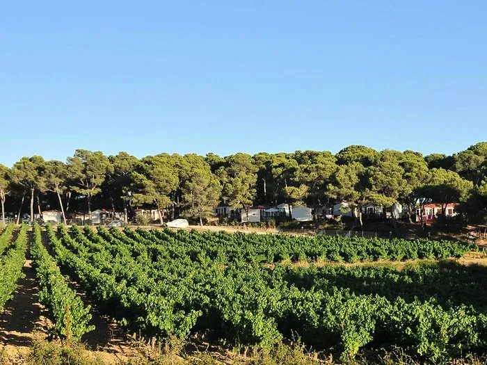 Camping résidentiel la Pinède Languedoc-Roussillon - Castelnau-de-Guers visuel 7/16