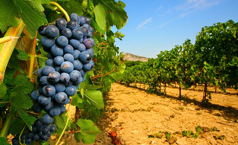 Soleil d'Oc Languedoc-Rosellón - Narbonne-Plage visuel 15/20
