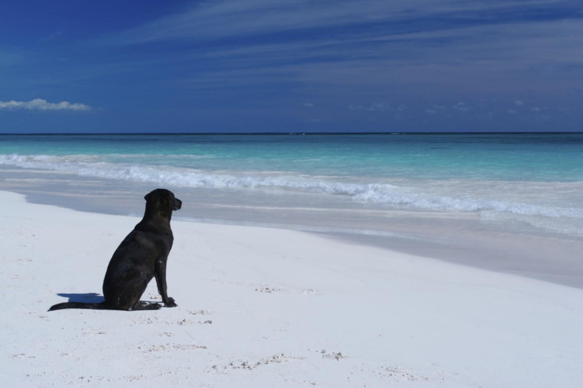 Tiliguerta Sardaigne - Muravera visuel 6/10