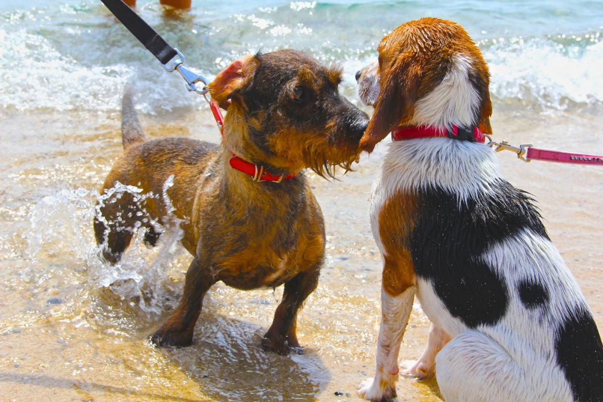 Tiliguerta Sardaigne - Muravera visuel 10/10