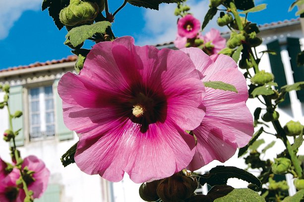 Village Vacances La Salicorne Poitou-Charentes - Ars-en-Ré visuel 7/8