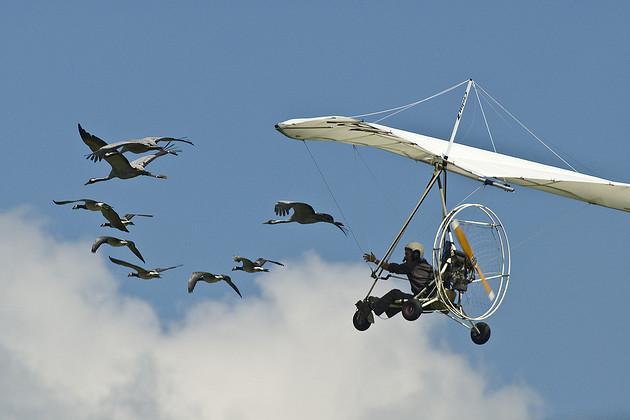 Voler avec Les Oiseaux Auvergne - Saint-Simon visuel 2/8