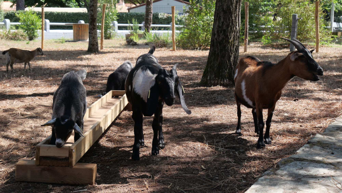 Au Bois des Biches Pays de Loire - Saint-Hilaire-de-Riez visuel 50/74
