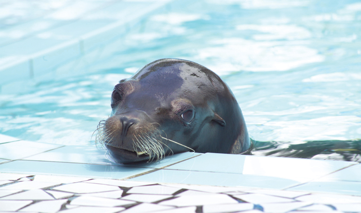 Bonne Anse Plage Poitou-Charentes - Les Mathes-La Palmyre visuel 18/21