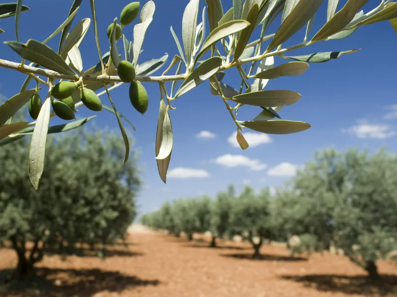 Domaine des Chênes Blancs Provence-Alpes-Côte d'Azur - Saint-Saturnin-lès-Apt visuel 22/27