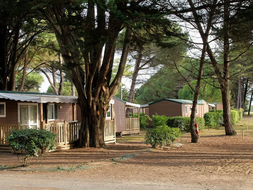 Camping Tamarins Plage Poitou-Charentes - Le Bois-Plage-en-Ré visuel 7/9