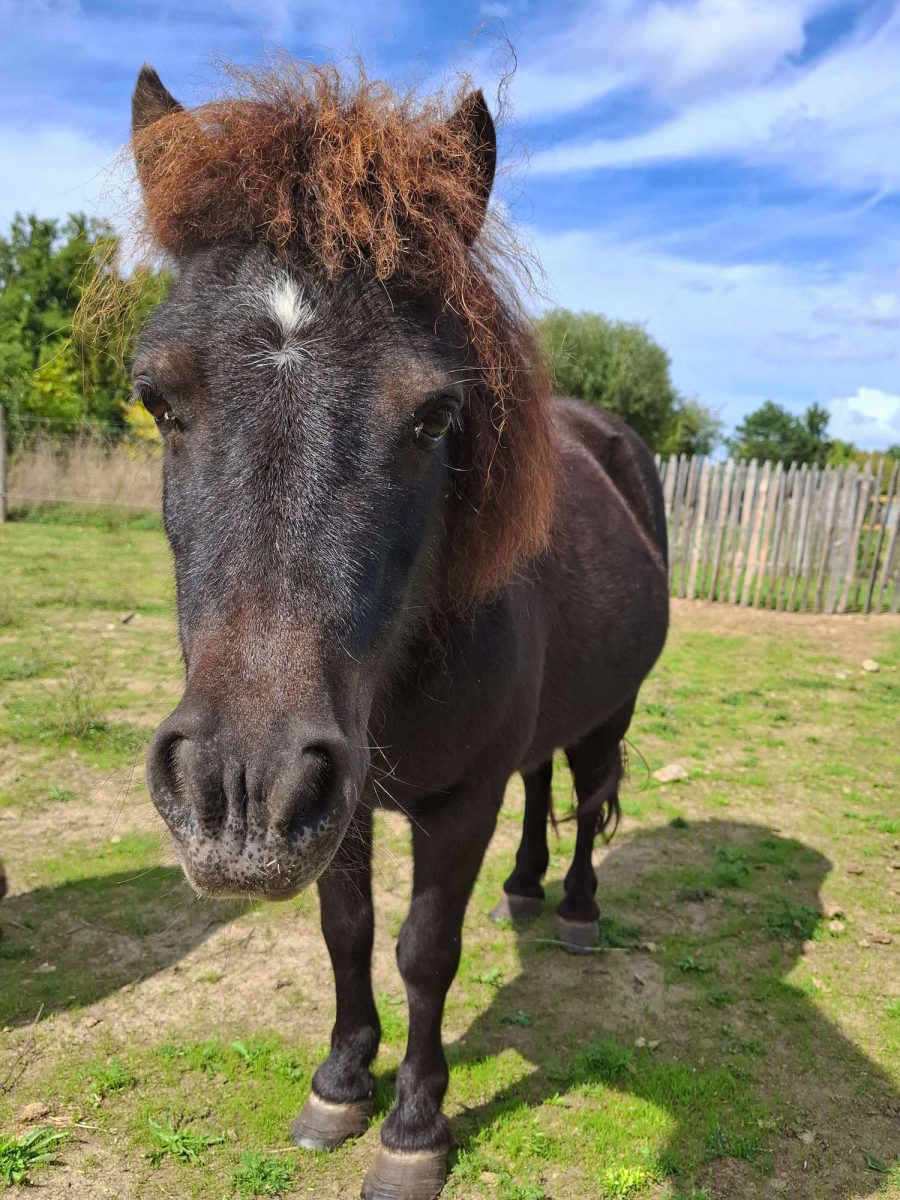 L'Ambois Pays de Loire - Mouilleron-le-Captif visuel 7/32